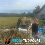 Tingkatkan Ketahanan Pangan, Babinsa Bantu Petani Perontokan Padi