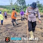 Kapolsek Menyuke Mengikuti Penanaman Jagung Di Lahan Demplot Polsek Menyuke