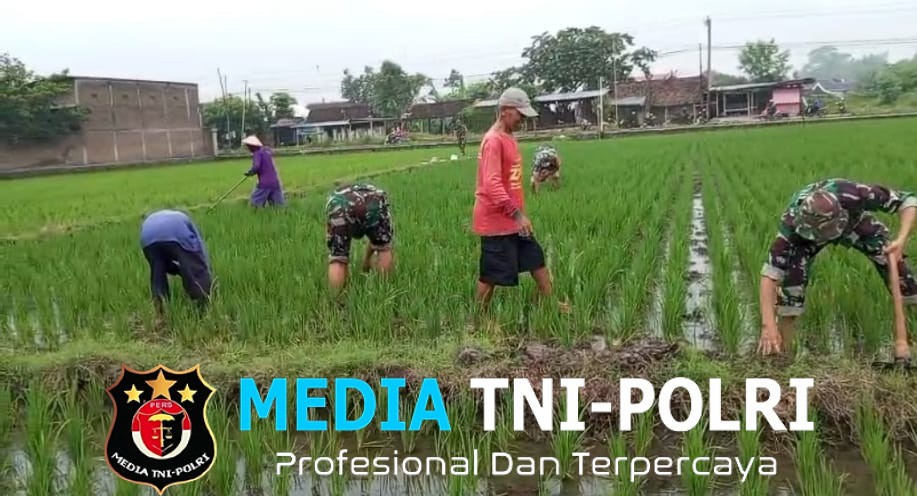 Babinsa Terjun Langsung Atasi Gulma Padi Petani