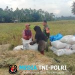 Dukung Swasembada Pangan, Babinsa Bantu Petani Kemas dan Angkut Hasil Panen Padi