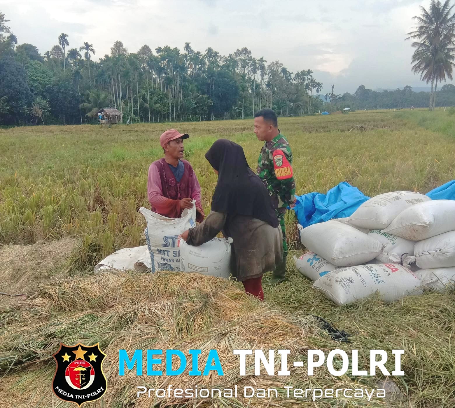 Dukung Swasembada Pangan, Babinsa Bantu Petani Kemas dan Angkut Hasil Panen Padi