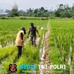 Babinsa Turun ke Sawah, Bantu Petani Bersihkan Rumput