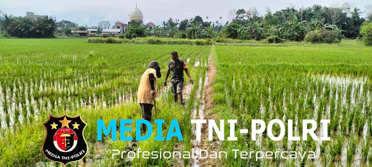 Babinsa Turun ke Sawah, Bantu Petani Bersihkan Rumput