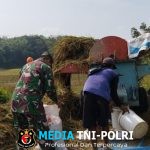 Babinsa Bantu Petani Memanen Padi untuk Meringankan Beban Kerja Petani Desa Pilangsari