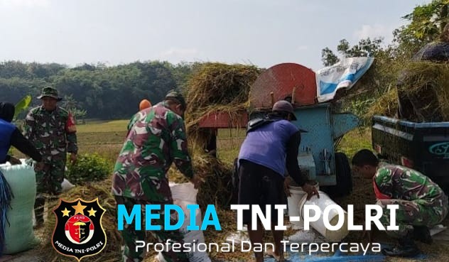 Babinsa Bantu Petani Memanen Padi untuk Meringankan Beban Kerja Petani Desa Pilangsari