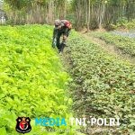 Babinsa Bantu Petani Rawat Dan Bersihkan Gulma Tanaman Bayam