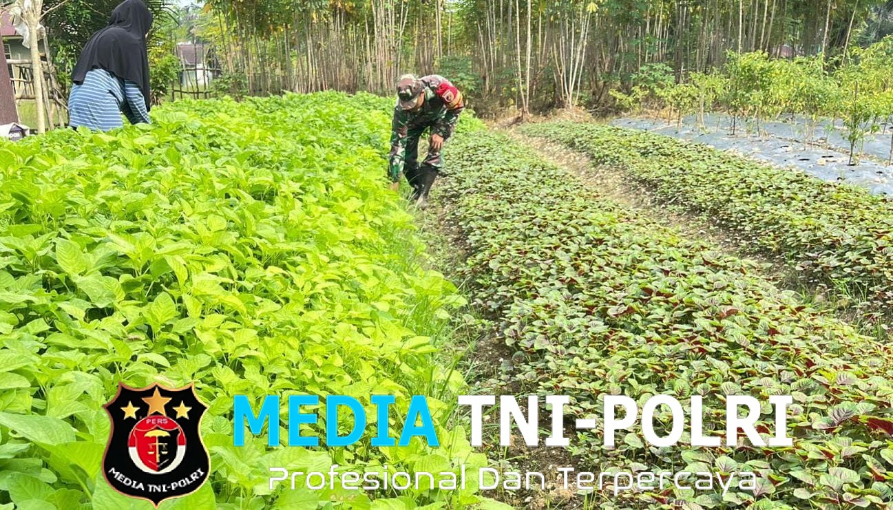 Babinsa Bantu Petani Rawat Dan Bersihkan Gulma Tanaman Bayam
