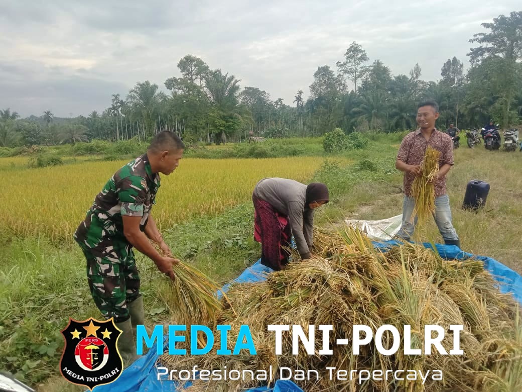 Dukungan TNI di Musim Panen, Babinsa Turun Langsung Bantu Petani Padi