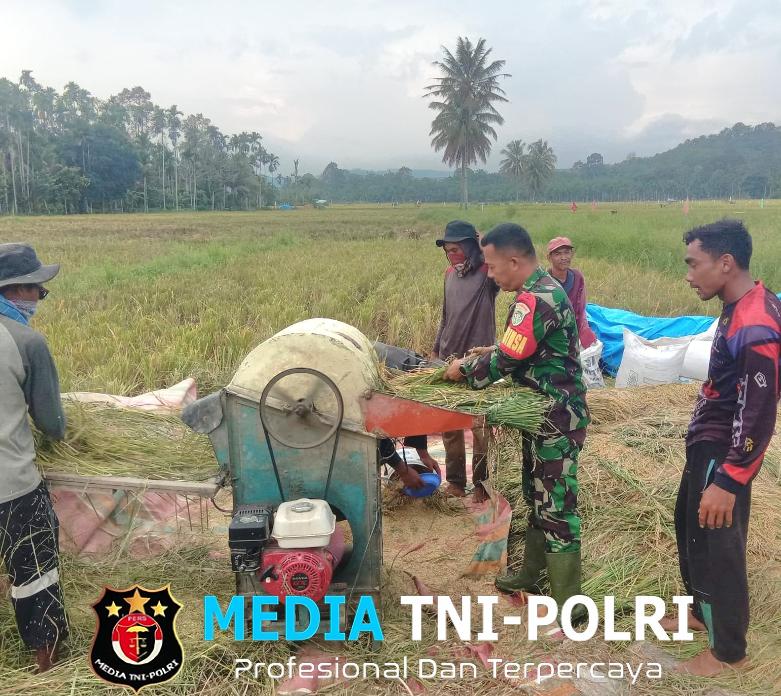 Babinsa Turun ke Sawah, Bantu Petani Proses Perontokan Padi Milik Warga
