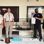 BKSDA Resort Sampit Terima Seekor Elang Ular Bido dari Balai Karantina