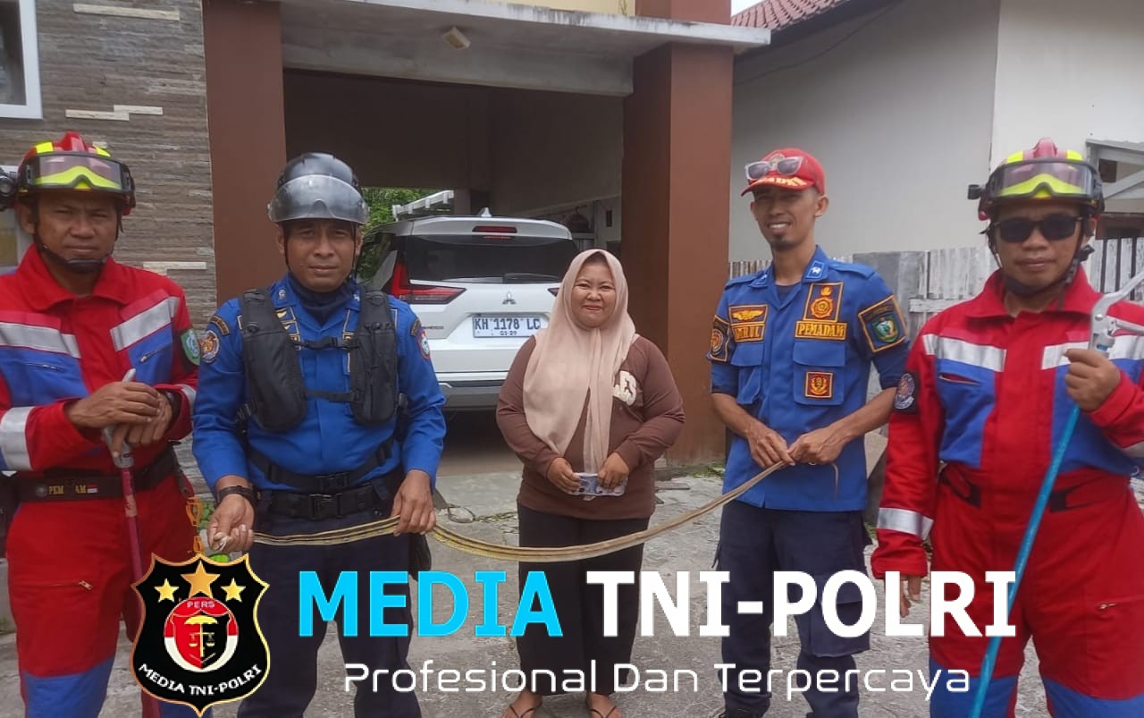Damkarmat Kotim Amankan Ular Lanang Sapi di Rumah Warga Ketapang