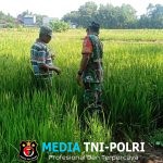 Babinsa Klego Pantau Pertumbuhan Padi Program Pompanisasi, Dukung Swasembada Pangan di Boyolali