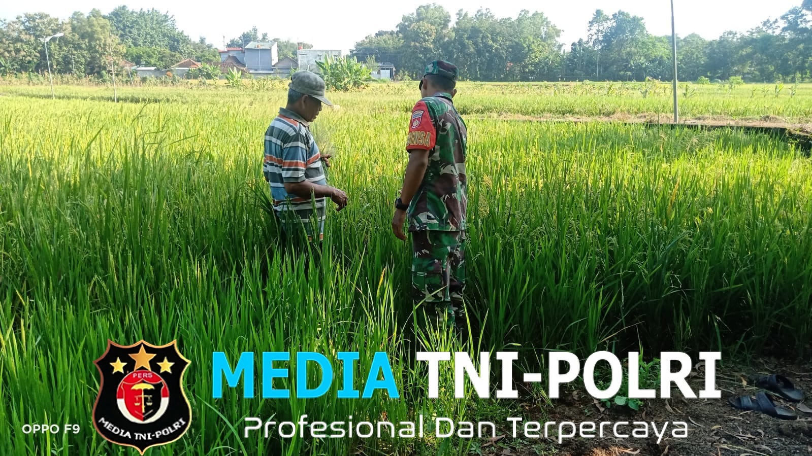 Babinsa Klego Pantau Pertumbuhan Padi Program Pompanisasi, Dukung Swasembada Pangan di Boyolali