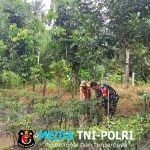 Babinsa Langkahan Dampingi Warga Panen Cabai di Lahan Pertanian