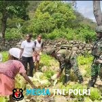 Panen Hasil Kebun Satgas Yonif 521/DY Bersama Masyarakat di Distrik Kurima