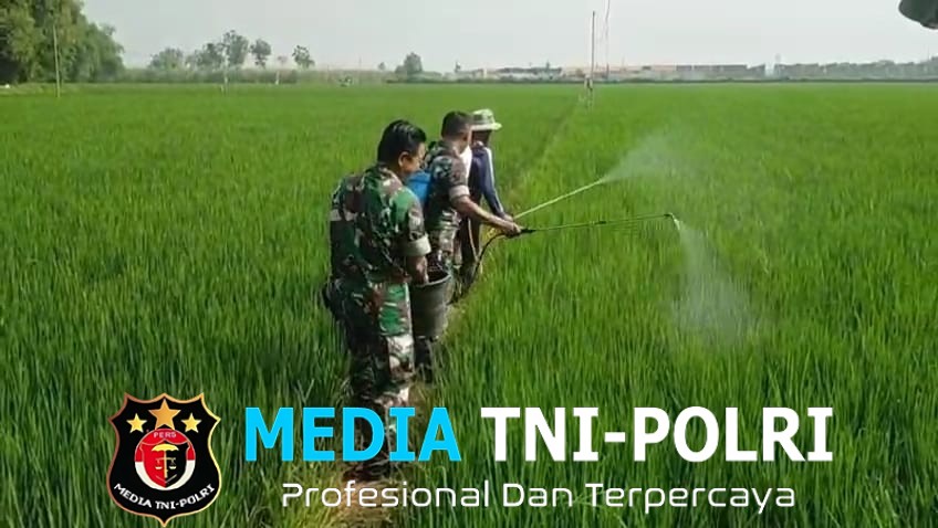 Cegah Hama Tanaman, Babinsa Bantu Semprot Padi Petani