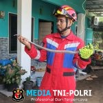 Ular Pelangi Masuk Rumah Warga, Disdamkarmat Kotim Beraksi