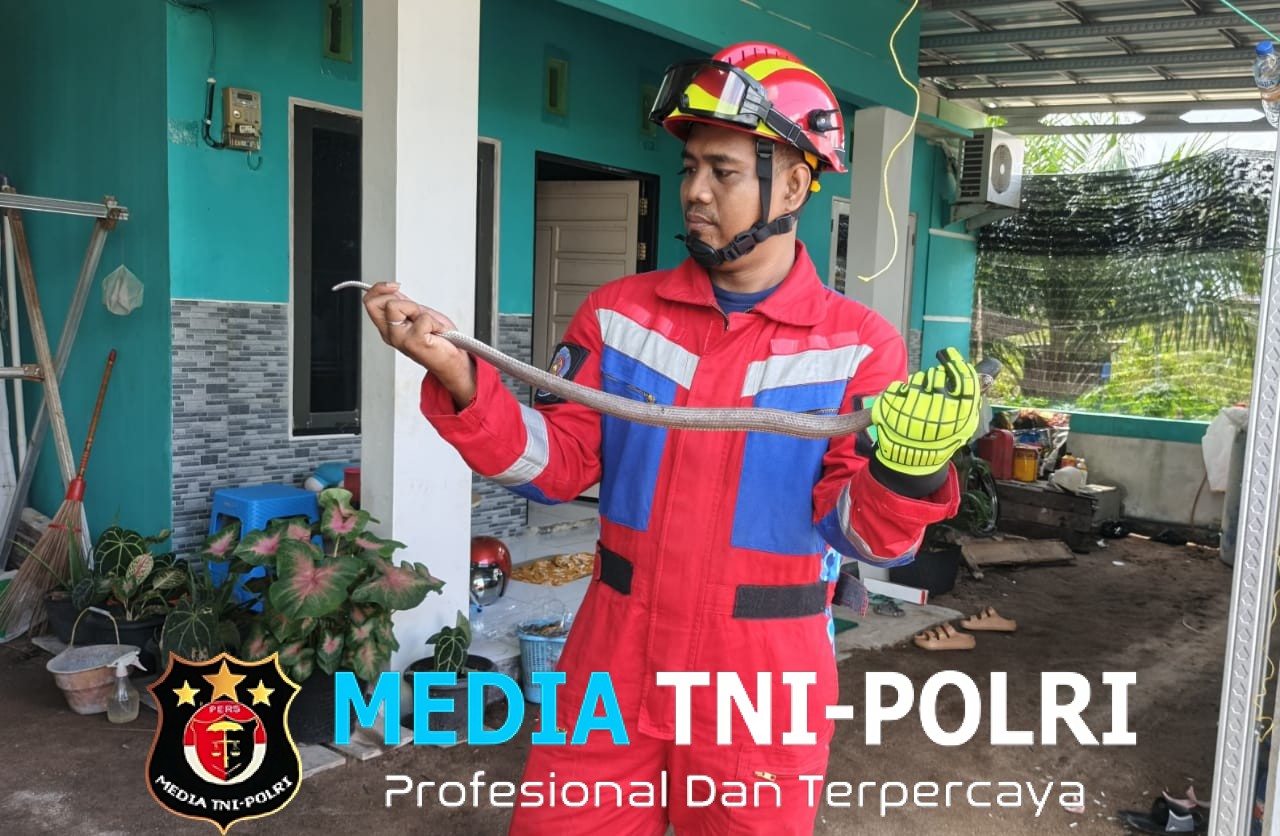 Ular Pelangi Masuk Rumah Warga, Disdamkarmat Kotim Beraksi