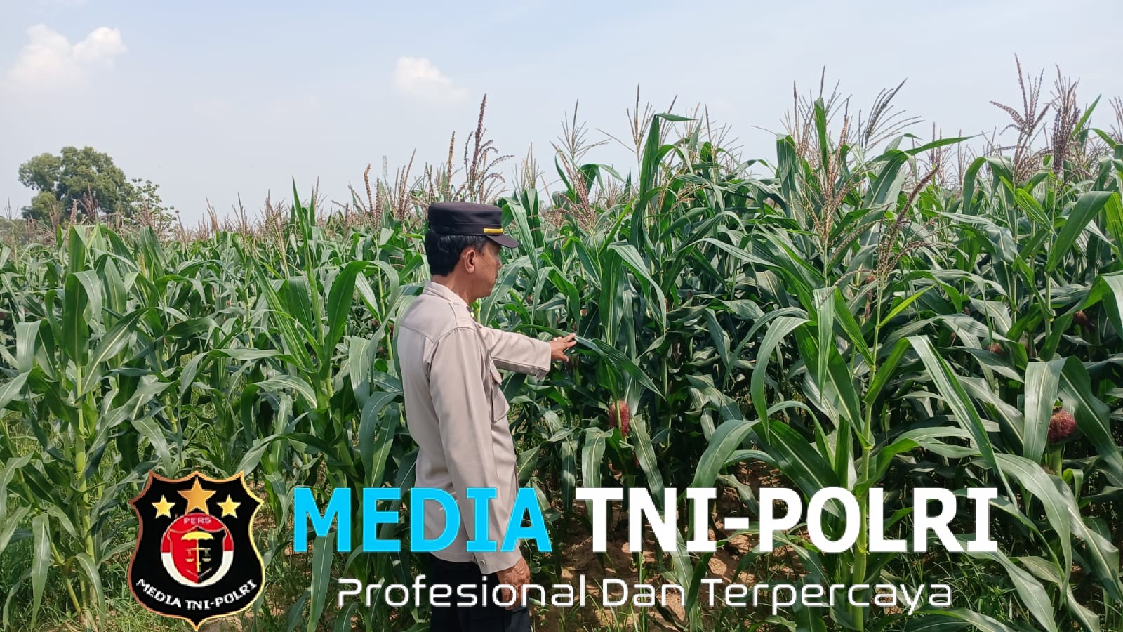 Ketahanan Pangan Polda Metro Jaya Tanaman Jagung di Cikarang Pusat Berkembang Pesat, Panen Siap di Awal Tahun 2026