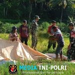 Pantau Potensi Hasil Panen Petani Ngampon, Babinsa Ampel Dampingi Pengubinan Padi