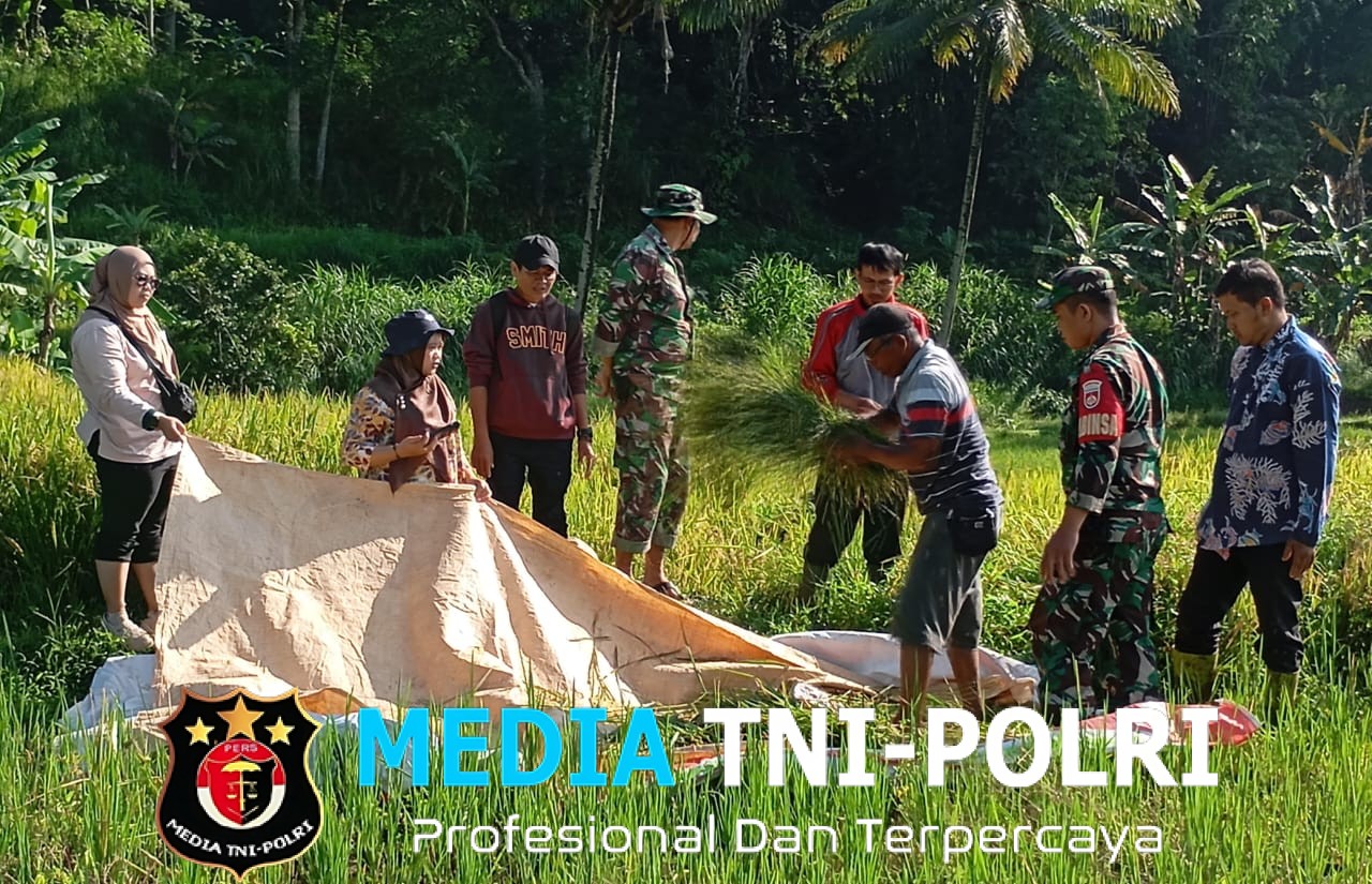 Pantau Potensi Hasil Panen Petani Ngampon, Babinsa Ampel Dampingi Pengubinan Padi