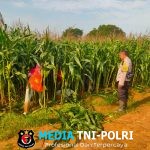 Kapolsek Cikarang Pusat Pantau Langsung Perkembangan Tanaman Jagung di Lahan Ketahanan Pangan