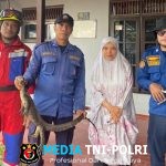 Disdamkarmat Kotim Evakuasi Biawak di Rumah Warga