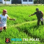 Babinsa Slorok Serma Sutrisno Melaksanakan Pemupukan Padi Bersama Kelompok Tani