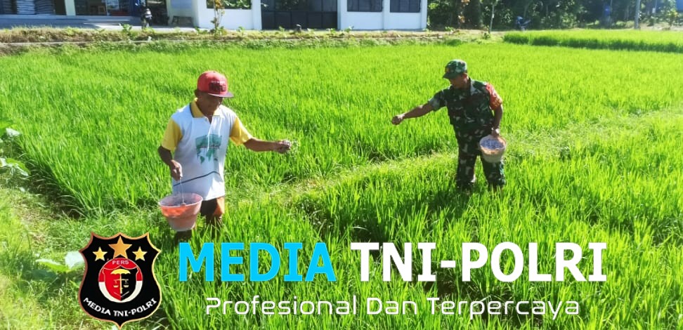 Babinsa Slorok Serma Sutrisno Melaksanakan Pemupukan Padi Bersama Kelompok Tani