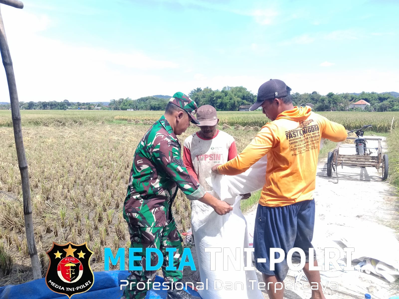 Babinsa Sukorejo Koramil 0808/09 Sutojayan Bantu Panen Padi Dukung Ketahanan Pangan Di Blitar