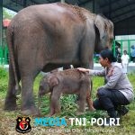 Heti, Nama Kapolres Lampung Timur Kini Diabadikan pada Bayi Gajah Way Kambas