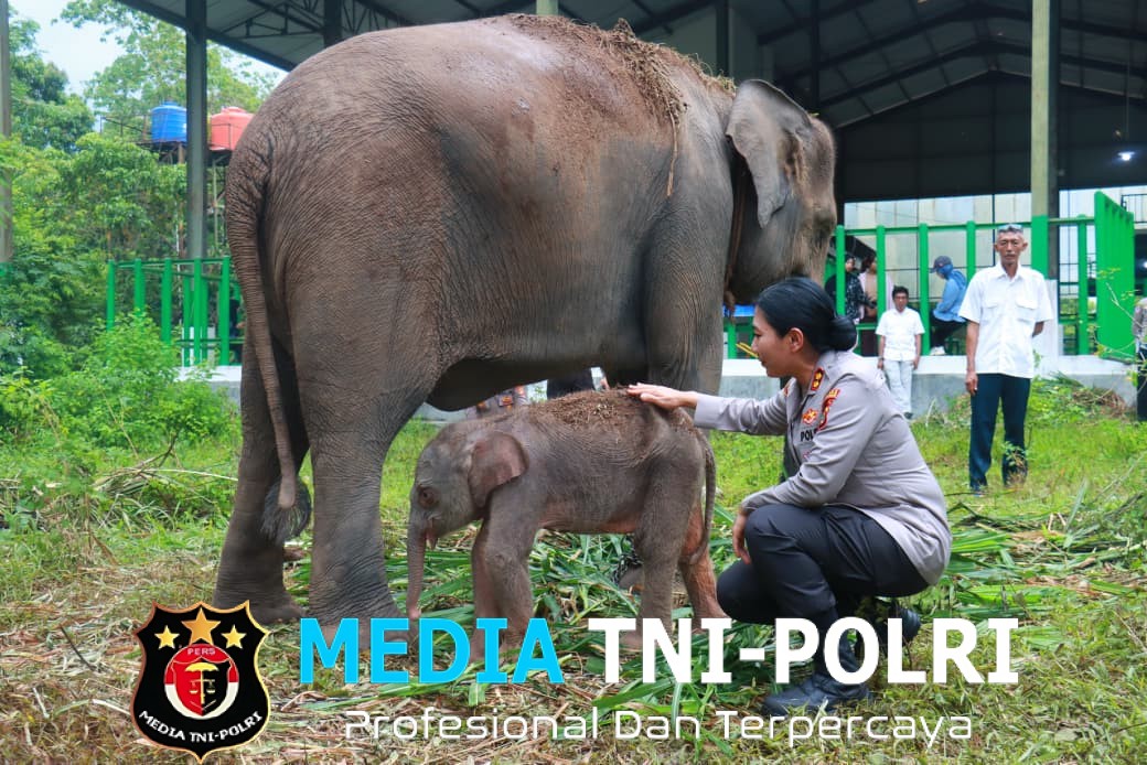 Heti, Nama Kapolres Lampung Timur Kini Diabadikan pada Bayi Gajah Way Kambas