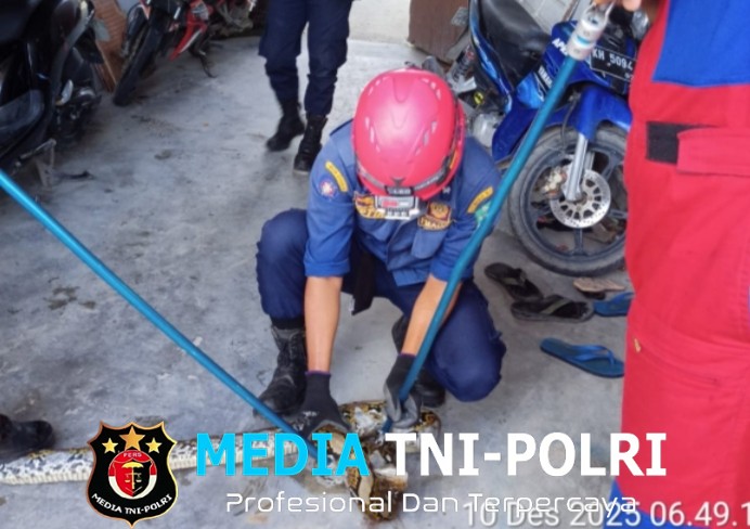Damkar Kotim Evakuasi Ular Sanca Batik dalam Tong Air