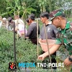 Dukung Ketahanan Pangan Nasional, Serma Ali Hadiri Kegiatan Farm Field Day (FFD)