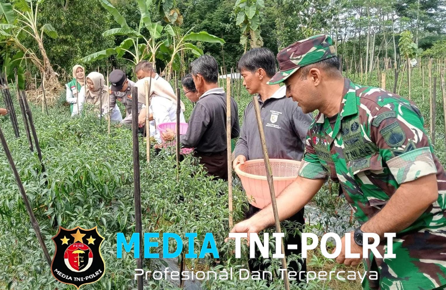 Dukung Ketahanan Pangan Nasional, Serma Ali Hadiri Kegiatan Farm Field Day (FFD)