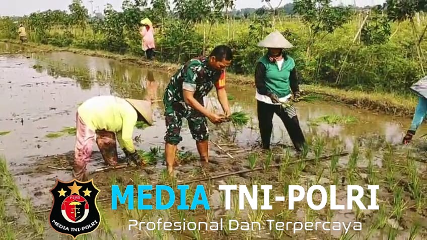 Wujudkan Ketahanan Pangan Wilayah, Babinsa Srengat Dampingi Warga Tanam Padi
