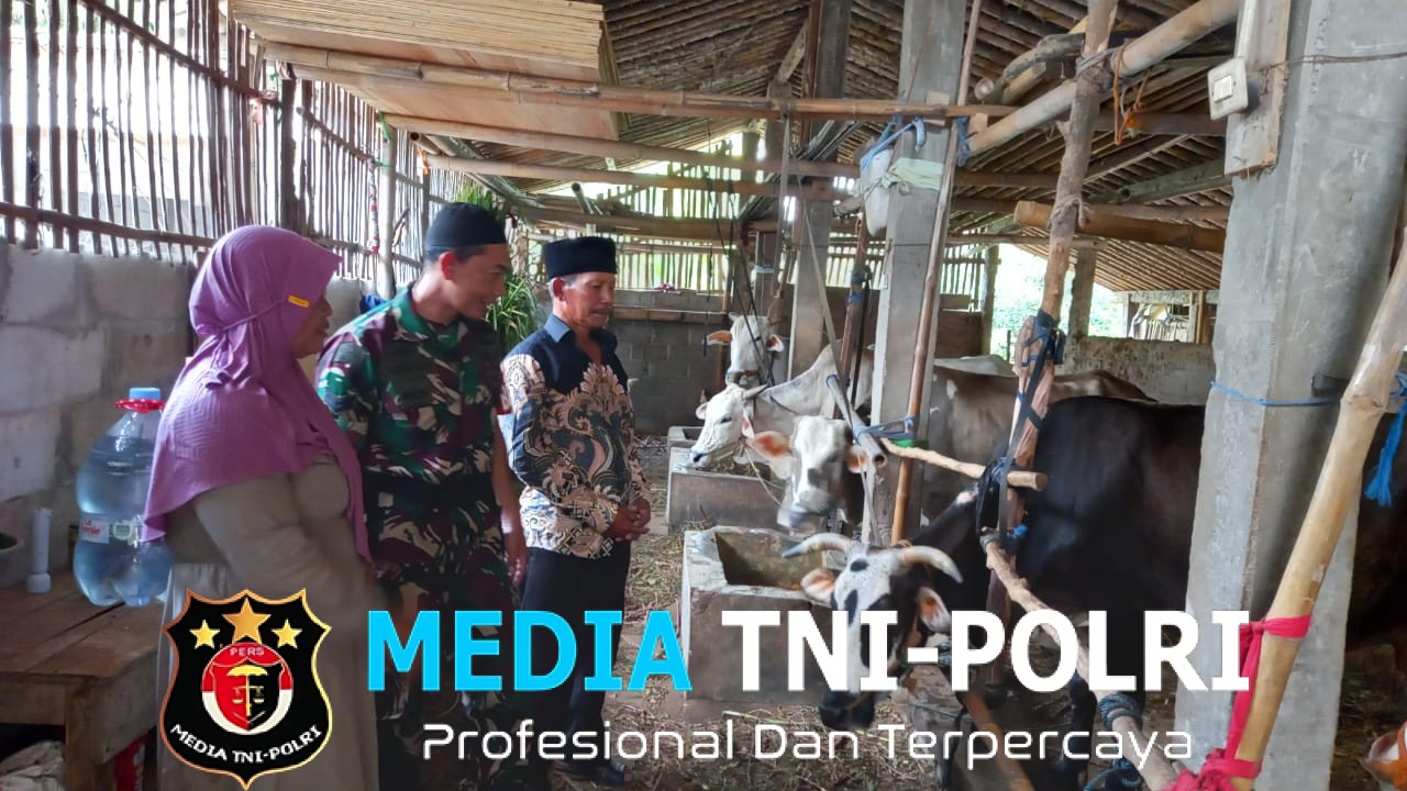 Babinsa Koramil Mojosongo Dorong Peternak Boyolali Tingkatkan Mutu Genetik Sapi Potong