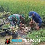 Babinsa Desa Kalimanis Dampingi Program TNI Manunggal Air untuk Pengairan Sawah Warga