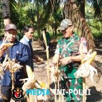 Sukseskan Program Ketahanan Pangan, Babinsa Serumpun Hadiri Panen Jagung Bersama Forkopimcam