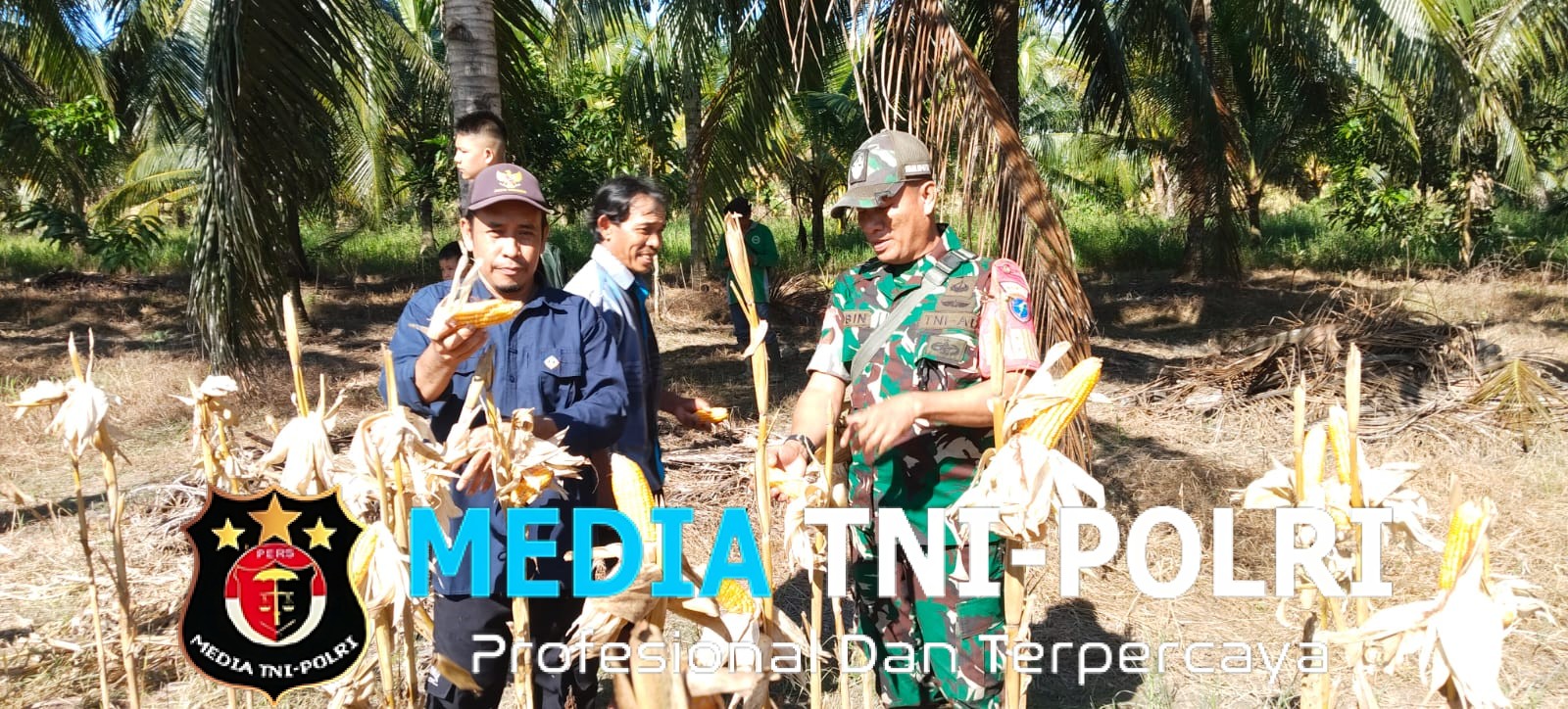 Sukseskan Program Ketahanan Pangan, Babinsa Serumpun Hadiri Panen Jagung Bersama Forkopimcam