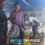 Babinsa Simo Dampingi Peternak Ayam Potong, Dorong Usaha Ternak Sehat dan Berkelanjutan