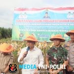 Dandim 0420/Sarko Hadiri Panen Jagung Program Swasembada Pangan Asta Cipta Presiden RI di Merangin