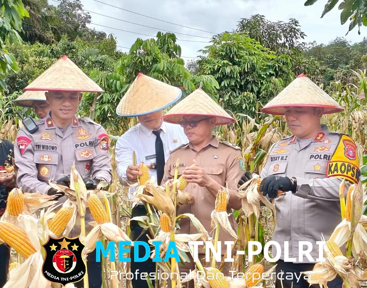 Dukung Swasembada Pangan 2025, Danyon B Pelopor Hadiri Panen Raya Jagung Kuartal IV di Kotim
