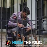 Mengenal Alice, Anjing K9 Polres Malang Bersertifikasi SAR Cadaver Siap Dukung Mitigasi Bencana