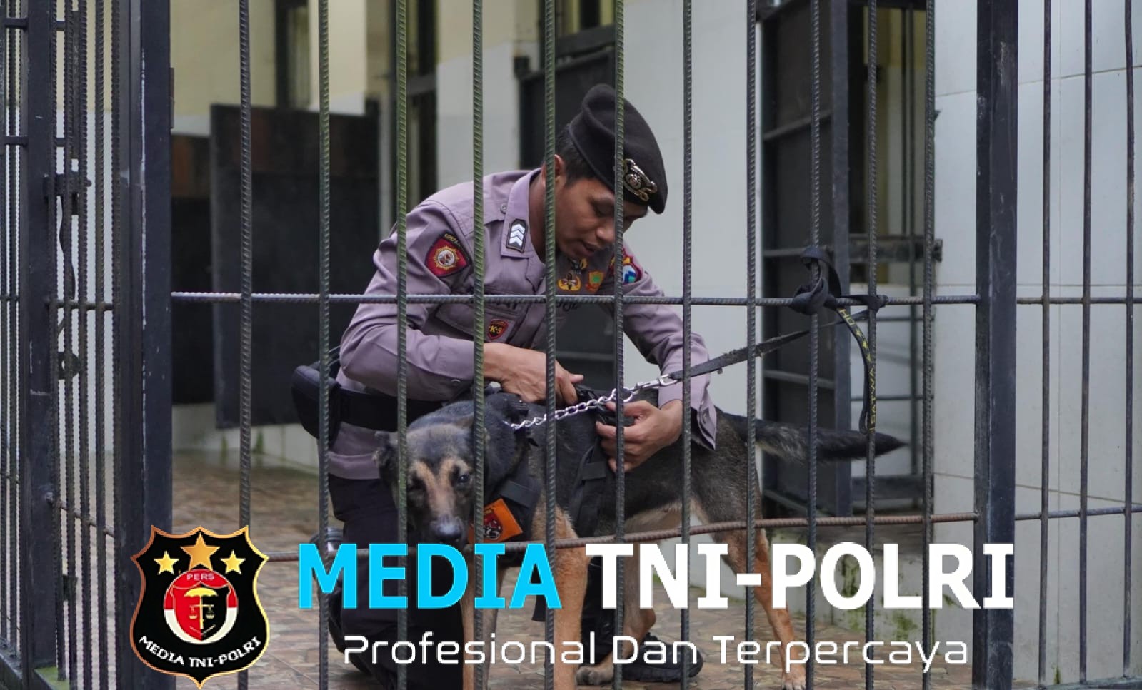 Mengenal Alice, Anjing K9 Polres Malang Bersertifikasi SAR Cadaver Siap Dukung Mitigasi Bencana