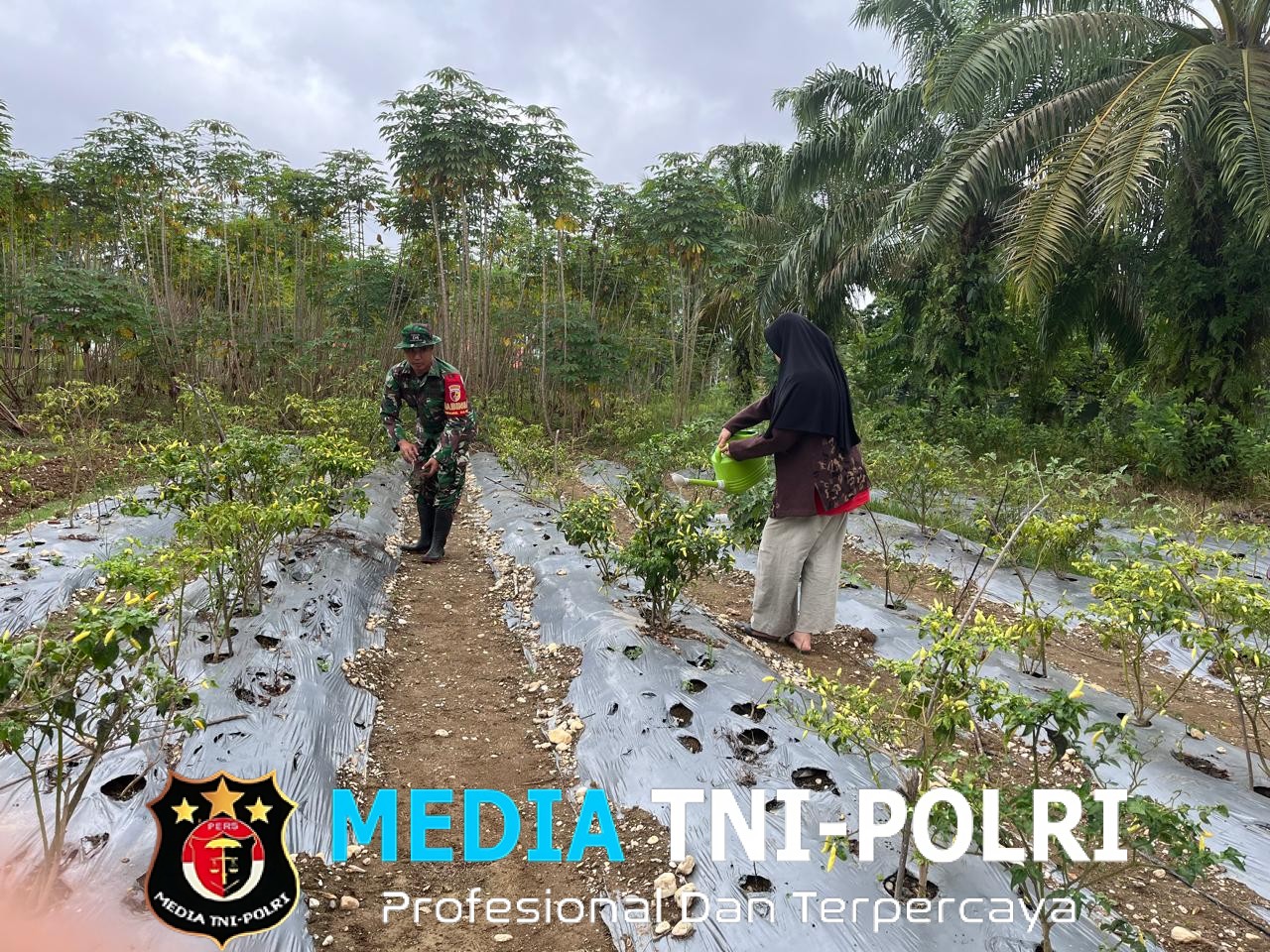 Babinsa Bantu Petani Merawat Tanaman Cabai Rawit di Desa Binaan