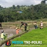 Wujudkan Ketahanan Pangan, Babinsa Gandusari Turun Ke Sawah Bantu Petani Tanam Padi