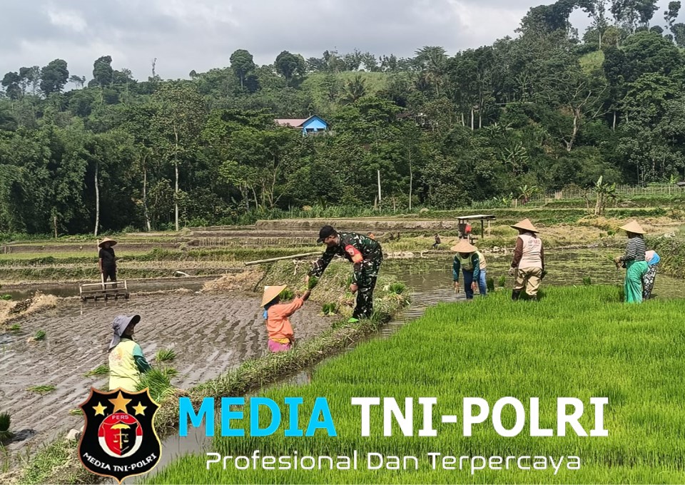 Wujudkan Ketahanan Pangan, Babinsa Gandusari Turun Ke Sawah Bantu Petani Tanam Padi