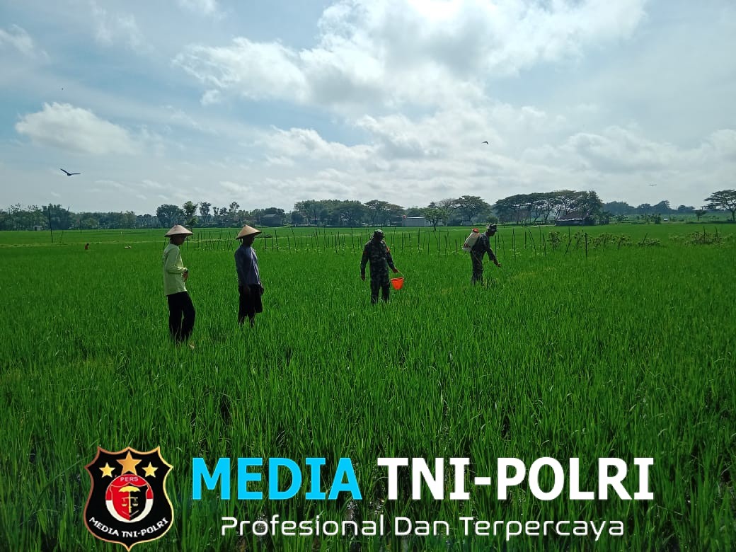 Selain Bantu Penyemprotan, Babinsa Ikut Pemantauan Hama Padi di Sawah Petani
