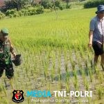 Babinsa Dermojayan Wujudkan Ketahanan Pangan, Turun Langsung Bantu Petani Memupuk Padi